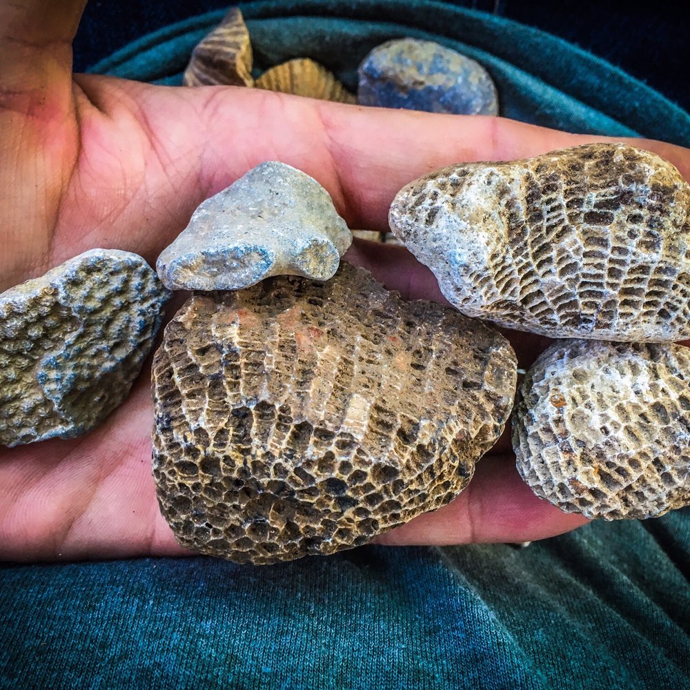 Pope Lick Park - Fossilized coral - Parks Near Me - Louisville, Kentucky Pope Lick Park - Fossilized coral - Parks Near Me - Louisville, Kentucky