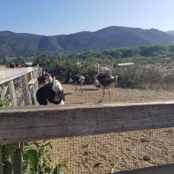 Ostrichland USA - Attraction Farms Near Me - Solvang, California Ostrichland USA - Attraction Farms Near Me - Solvang, California