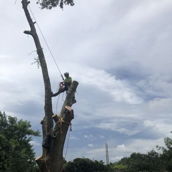 Super Scapes - Tree Services Near Me - Casselberry, Florida Super Scapes - Tree Services Near Me - Casselberry, Florida