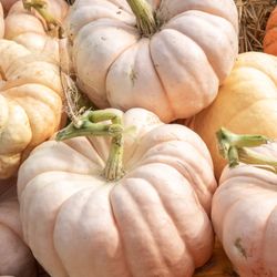 Green Acres Nursery & Supply