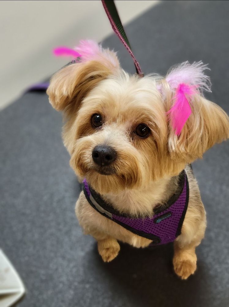 ANIMAL BOARDING Updated October 2024 313 Sand Ln, Staten Island