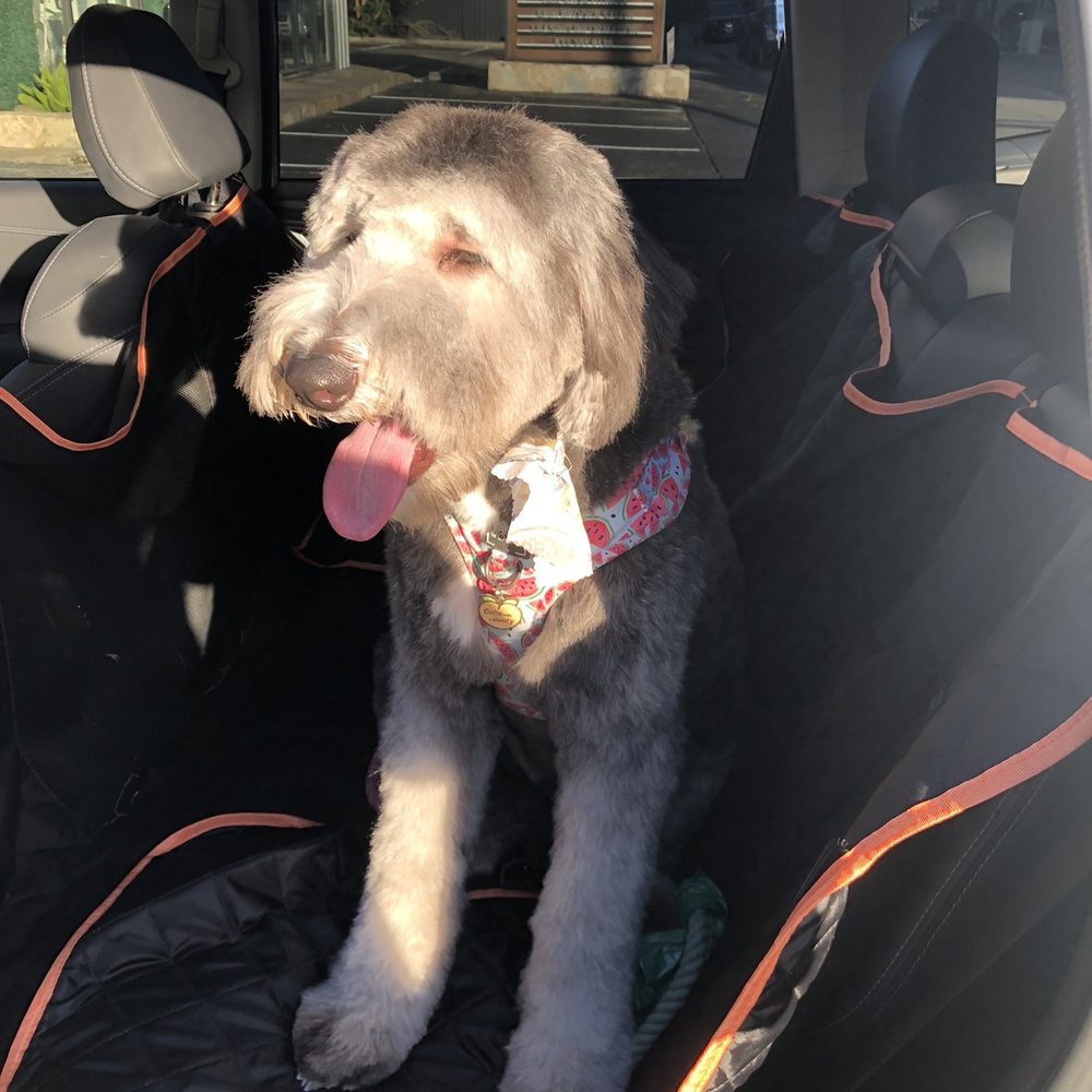CityPaws Grooming - Not what we asked for - Pet Groomers Near Me - Houston, Texas