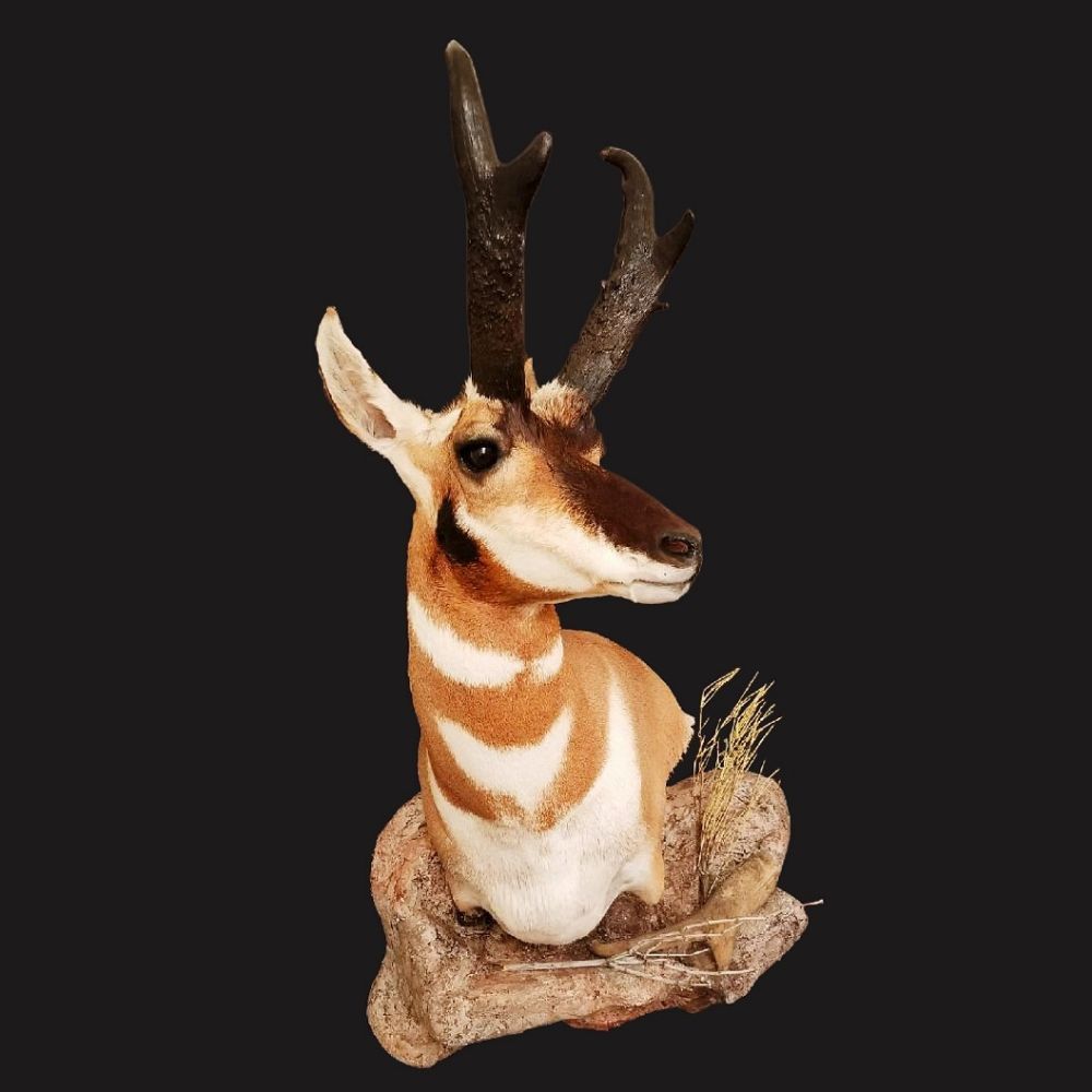 Coots Taxidermy - taxidermy in Las Vegas, NV