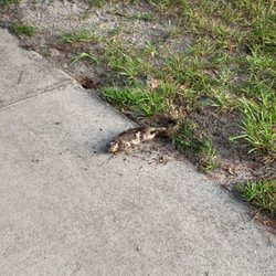 Winter Park High School - There's a lot of the dead animals everywhere this school should be close .