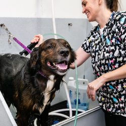 Pawfection Connection Pet Resort & Salon