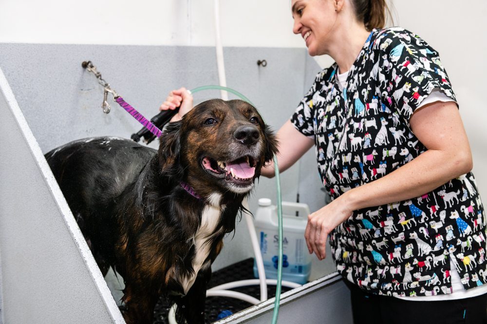 Pawfection Connection Pet Resort & Salon Image