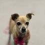 Photo of Animal Welfare League Of Alexandria