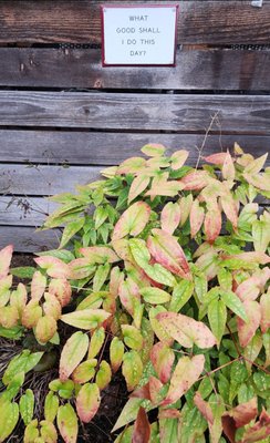 Cafe Bambino by null