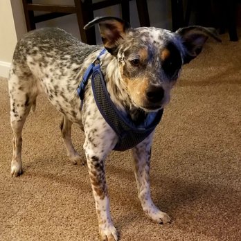 Hai Max Pet Grooming - Our Bleu was nervous but they treated her very well. Loved her cut - Pet Sitting Near Me - Louisville, Kentucky Hai Max Pet Grooming - Our Bleu was nervous but they treated her very well. Loved her cut - Pet Sitting Near Me - Louisville, Kentucky