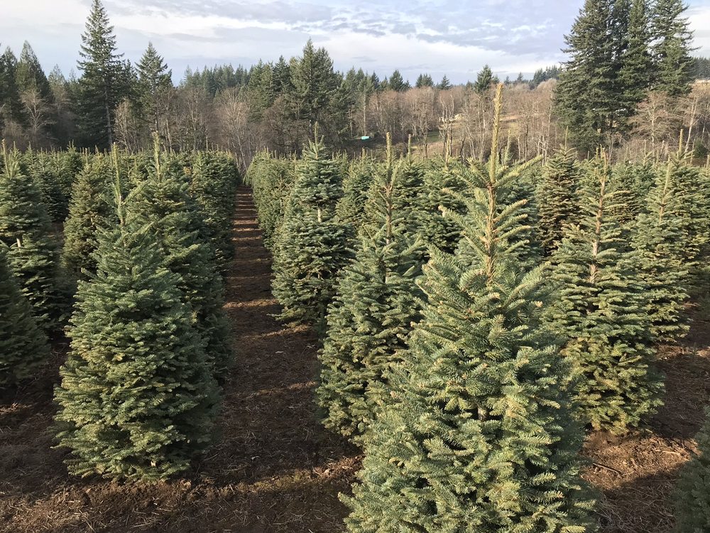 Klopman Farms U Cut Christmas Trees Christmas Trees 40910 Se 30th St Washougal Wa Phone Number Yelp