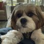 Pet Clips