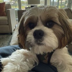 Pet Clips - Finn