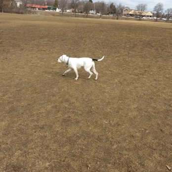 Currie Dog Park - My dog at Currie. - Dog Parks Near Me - Wauwatosa, Wisconsin Currie Dog Park - My dog at Currie. - Dog Parks Near Me - Wauwatosa, Wisconsin