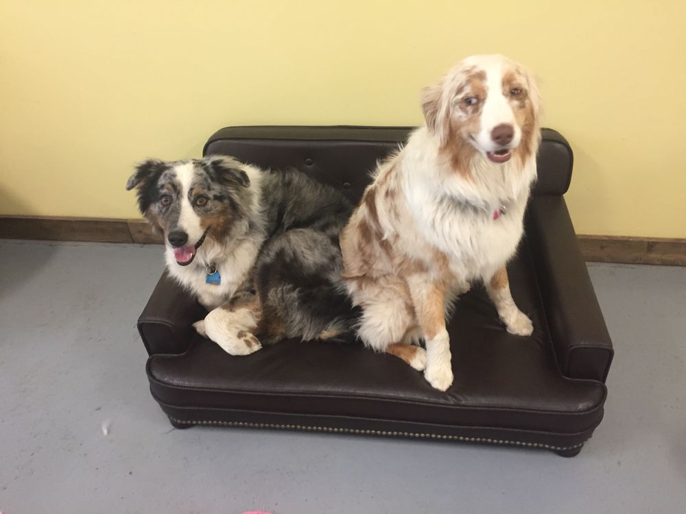 PEACE LOVE PETCARE Updated July 2024 16 Photos & 11 Reviews 984