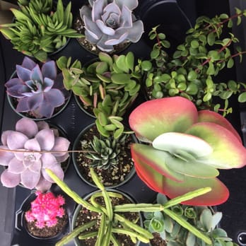 Isaac Farms - Goodies I brought home - Nurseries & Gardening Near Me - Miami, Florida Isaac Farms - Goodies I brought home - Nurseries & Gardening Near Me - Miami, Florida