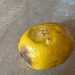 7-Eleven - Moldy lemon.