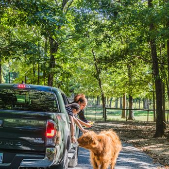 Virginia Safari Park - Guests love feeding our friendly Scottish Highland cows - Zoos Near Me - Natural Bridge, Virginia Virginia Safari Park - Guests love feeding our friendly Scottish Highland cows - Zoos Near Me - Natural Bridge, Virginia