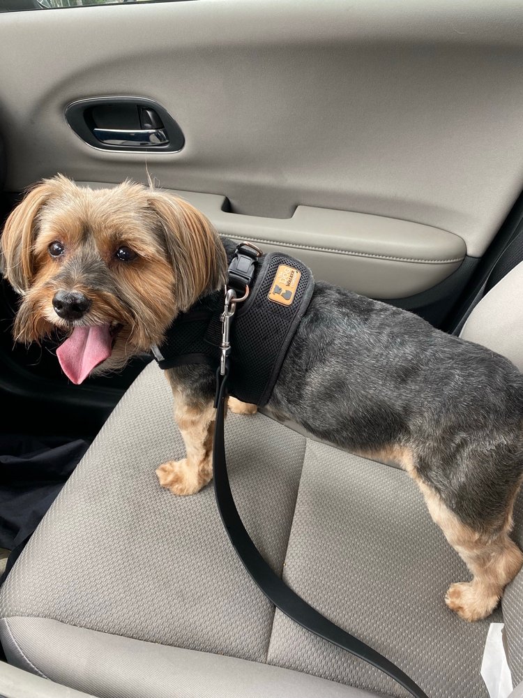 CANINE CLIPS SALON Updated October 2024 92 Photos & 39 Reviews