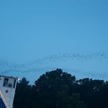 Lone Star Riverboat - Amazing bats - Boat Charters Near Me - Austin, Texas