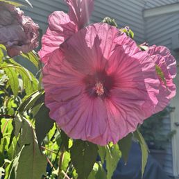 This flower must be ten inches across This flower must be ten inches across