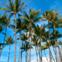 Photo of Orlando Landscape Inc and Tree Service