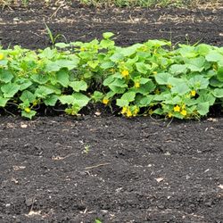 Samuelson Lawn and Snow Care - Growing new test pumpkins .
