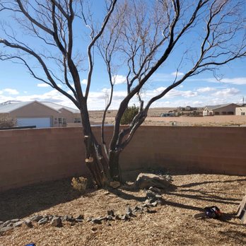 All Around Forestry - after - Tree Services Near Me - Albuquerque, New Mexico