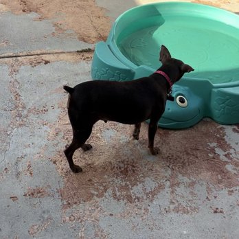 Strong Paws Pet Services - Pet Sitting Near Me Strong Paws Pet Services - Pet Sitting Near Me