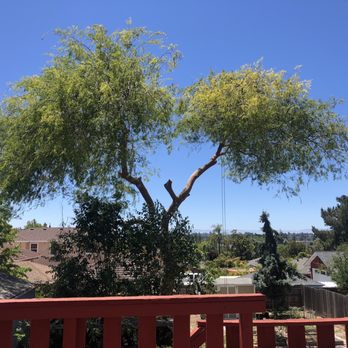 CBC Tree Services Inc - After - Tree Services Near Me CBC Tree Services Inc - After - Tree Services Near Me