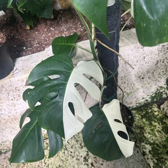 Perfect Choice Nursery - Nurseries & Gardening Near Me - Southwest Ranches, Florida Perfect Choice Nursery - Nurseries & Gardening Near Me - Southwest Ranches, Florida