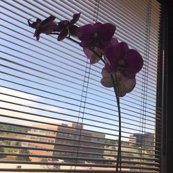 Flowers to brighten the room