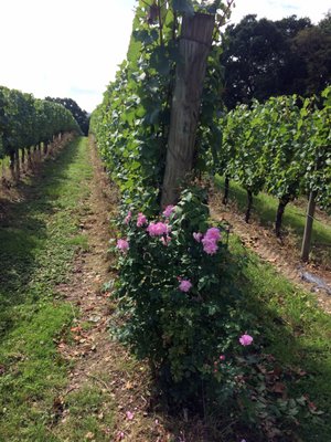Ridgeview Wine Estate by null