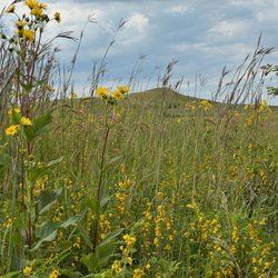 Spirit Mound Historic Prairie - The Spirit Mound is located in the backdrop.