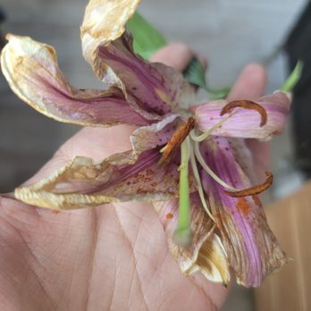 Fashion Flowers - Florists Near Me - Lancaster, California