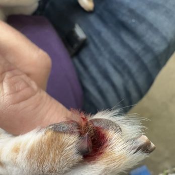 Just Paws Pet Salon - Injured chihuahua - Pet Groomers Near Me - West St. Paul, Minnesota
