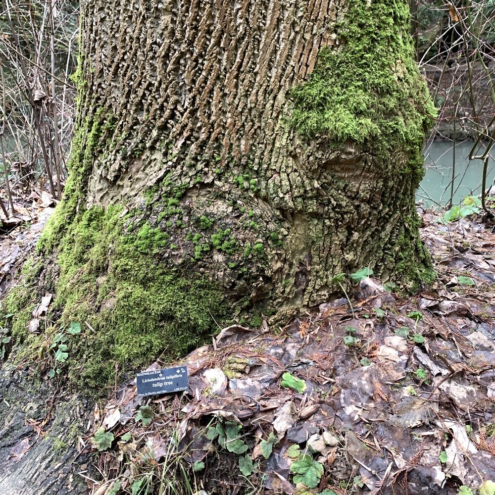 Leach Botanical Garden - Tulip tree - Botanical Gardens Near Me - Portland, Oregon