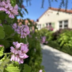 Thyme In The Ranch
