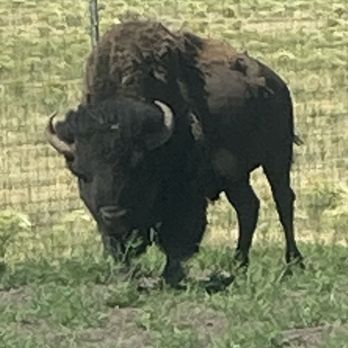 Bearizona - Bison - Zoos Near Me - Williams, Arizona