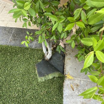 Turfland - Turfland 1 month in - Artificial Turf Near Me - Los Angeles, California Turfland - Turfland 1 month in - Artificial Turf Near Me - Los Angeles, California