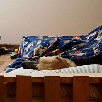 Fluffmonsters - Montana tucked in her bed with her pillow & New blanky from Auntie - Pet Sitting Near Me - Maggie Valley, North Carolina Fluffmonsters - Montana tucked in her bed with her pillow & New blanky from Auntie - Pet Sitting Near Me - Maggie Valley, North Carolina