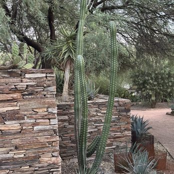 Desert Botanical Garden - Botanical Gardens Near Me - Phoenix, Arizona