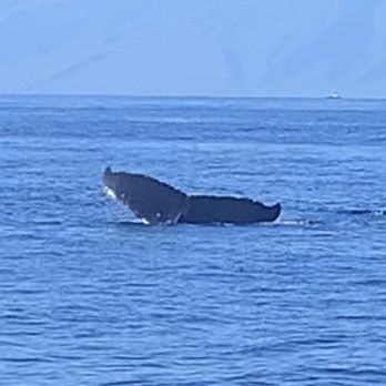 Atlantis Submarines Maui - Tours Near Me - Lahaina, Hawaii Atlantis Submarines Maui - Tours Near Me - Lahaina, Hawaii