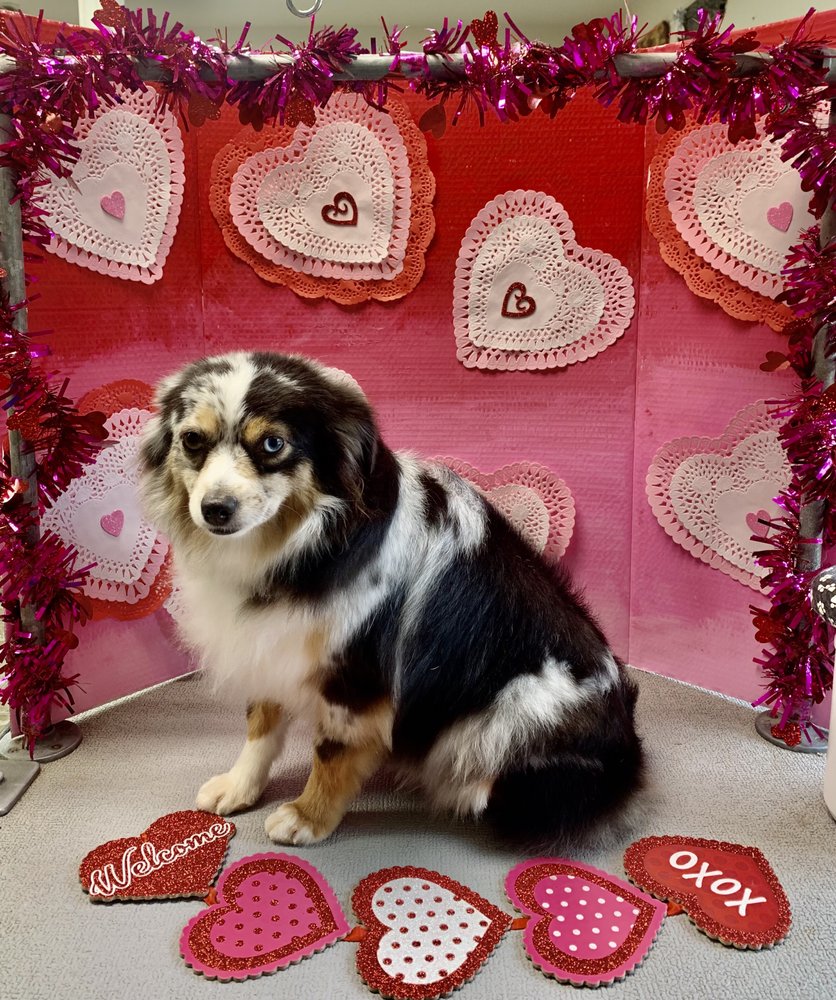 SHAMPOODLES Updated October 2024 17 Photos 3365 East St, Anderson