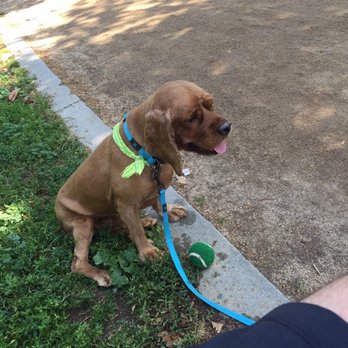 Bellevue Recreation Center - Arthur loves the park. - Parks Near Me - Los Angeles, California