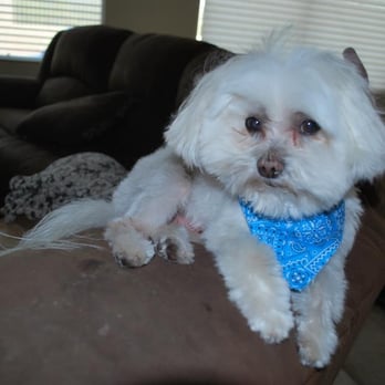 Poochini's Pet Grooming - Pet Groomers Near Me - Tucson, Arizona
