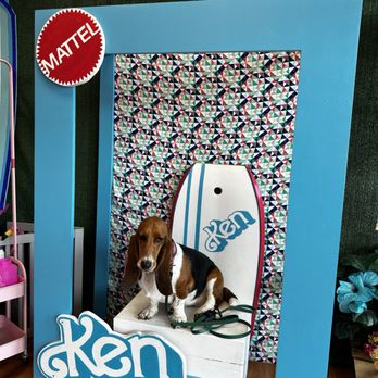 Unity Bulldogs Pet Grooming - Yuna (@yunaventures) in the Ken display - Pet Groomers Near Me - San Jose, California Unity Bulldogs Pet Grooming - Yuna (@yunaventures) in the Ken display - Pet Groomers Near Me - San Jose, California