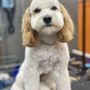 Photo of The Doggie Spaw
