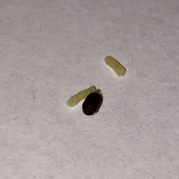 Patel Brothers - a close up of a seed and a seed pod - International Grocery Near Me - Troy, Michigan Patel Brothers - a close up of a seed and a seed pod - International Grocery Near Me - Troy, Michigan