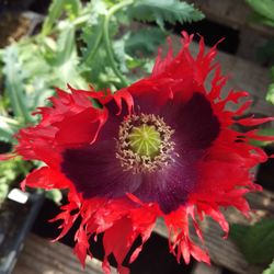 Hawks Greenhouse - Beautiful Poppy.