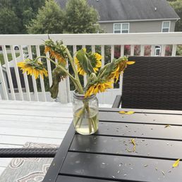 $50+ worth of sunflowers 72 hours after picking. $50+ worth of sunflowers 72 hours after picking.